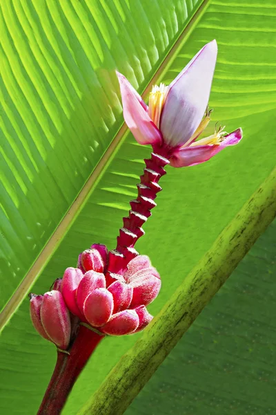 Red bananas — Stock Photo, Image