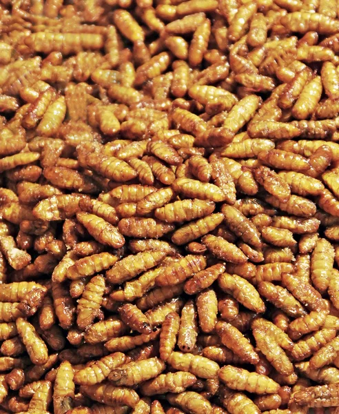 Smažené larvaes — Stock fotografie