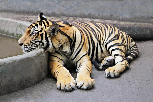 Tigre — Foto Stock