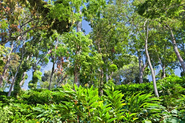 Foresta tropicale profonda — Foto Stock