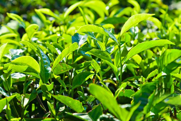 Hojas de té —  Fotos de Stock