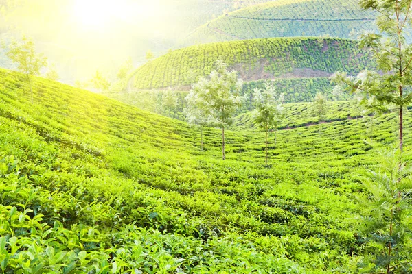 Tea plantation — Stock Photo, Image