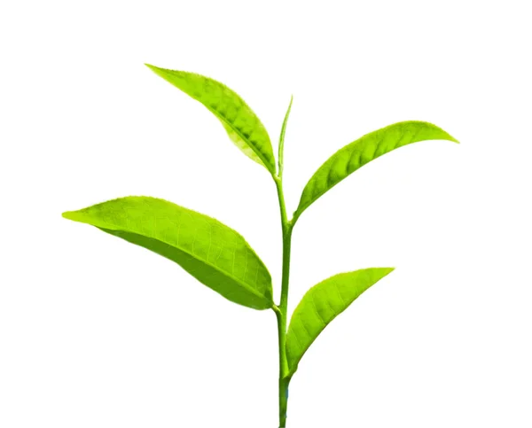 Tea levelek — Stock Fotó