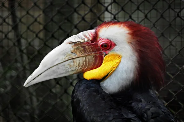 Hornbill Wreathed — Fotografia de Stock