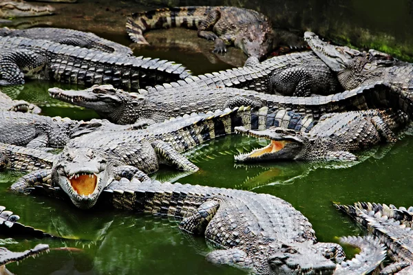 Crocodiles dans l'eau — Photo