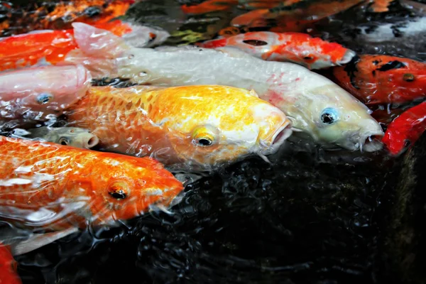 Peixes tropicais — Fotografia de Stock