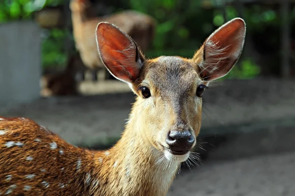 Fawn — Stockfoto