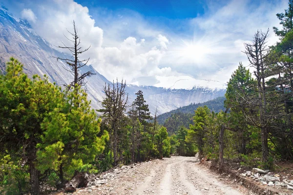 Çam ormanı içinde annapurna trek — Stok fotoğraf