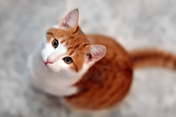 Молодой голодный кот Лицензионные Стоковые Фото