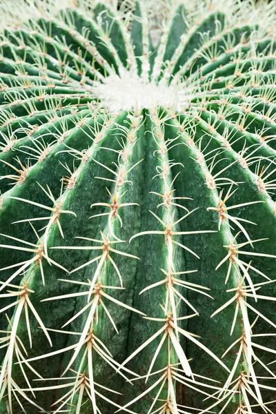 Golden Barrel Cactus — Stock Photo, Image