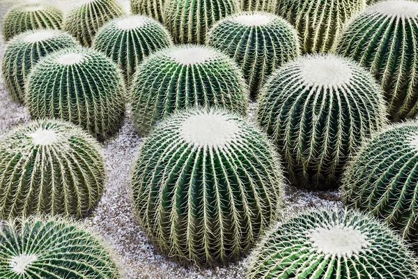 Golden Barrel Cactus — Stock Photo, Image