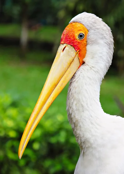 Yellow-billed stork — Stock Photo, Image