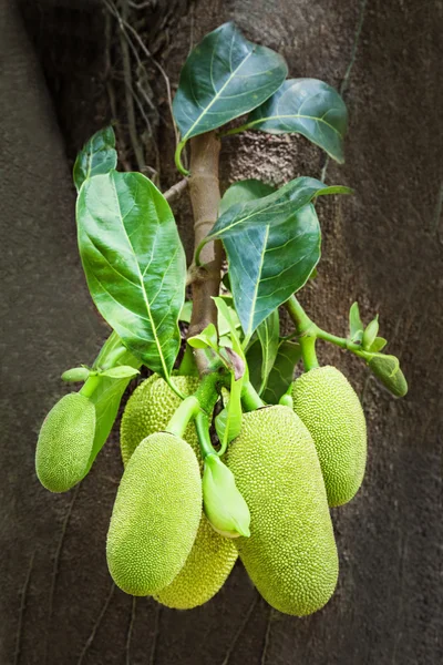 Jackfrukter träd — Stockfoto