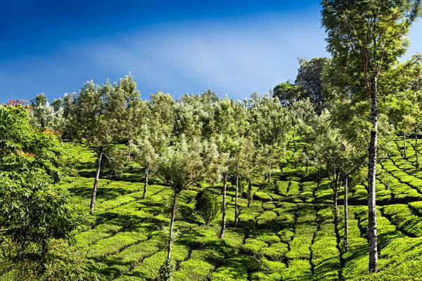 Çay plantasyon içinde munnar — Stok fotoğraf