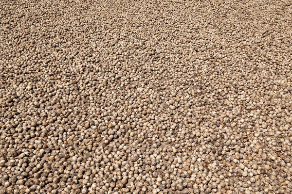 Betel ořechy, sušení — Stock fotografie