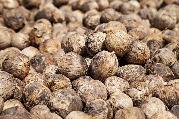 Secado de Betel — Foto de Stock