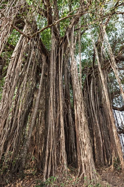 Árvore Banyan — Fotografia de Stock