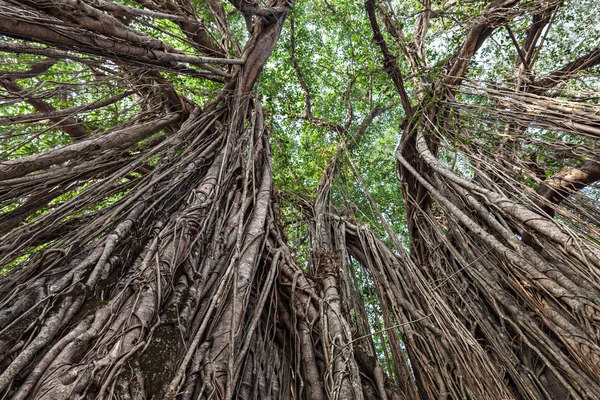 Árbol de Banyan — Foto de Stock