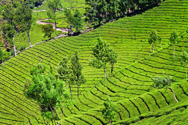 Tea plantation — Stock Photo, Image