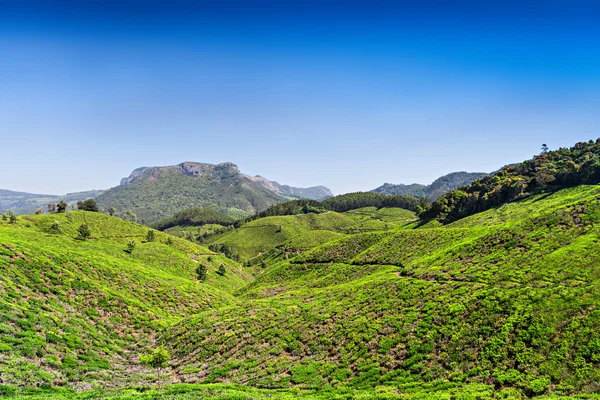 Thee plantage in munnar — Stockfoto
