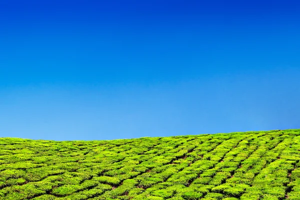 Plantación de té munnar — Foto de Stock