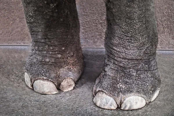 Sloní nohy — Stock fotografie