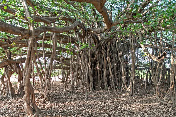 Banyan fa — Stock Fotó