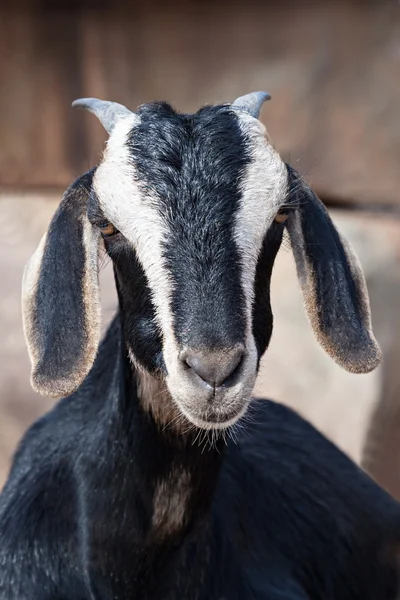 Berggeit — Stockfoto