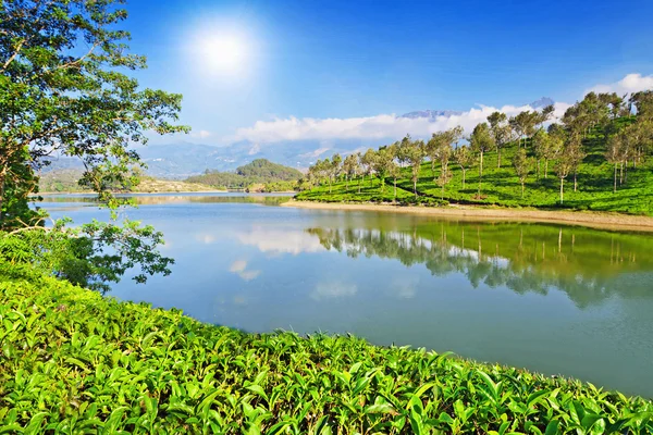 Tea plantation — Stock Photo, Image