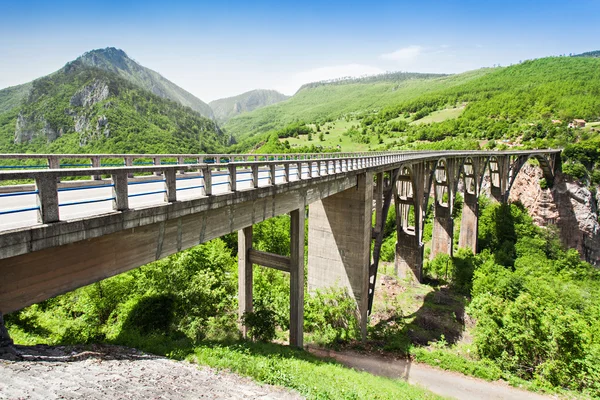 Puente de Tara — Foto de Stock