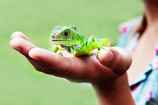 Iguana on hand — Stock Photo, Image