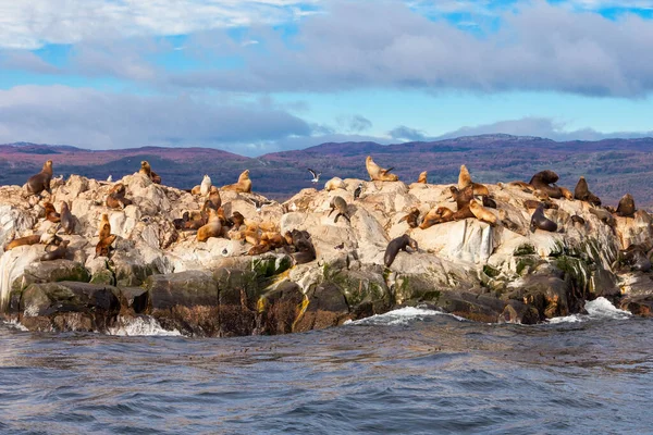 Seal Island Στο Κανάλι Beagle Κοντά Στην Πόλη Ushuaia Ushuaia — Φωτογραφία Αρχείου