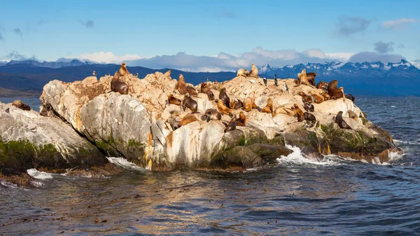 Ushuaia Şehrinin Yakınlarındaki Beagle Kanalı Ndaki Seal Island Ushuaia Arjantin — Stok fotoğraf