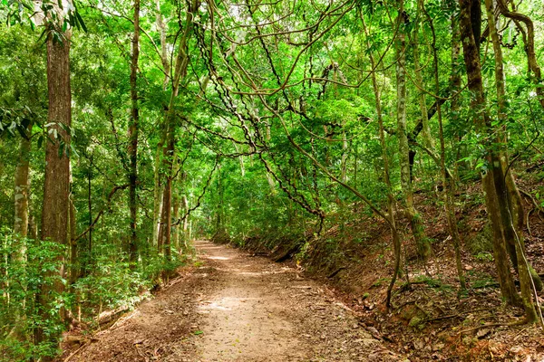 Udawatta Kele Kandy Royal Forest Park Veya Udawattakele Kutsal Tepe — Stok fotoğraf