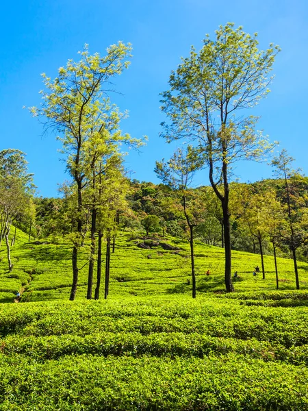 スリランカのヌワラ エリヤ茶園 ヌワラ エリヤはスリランカの茶栽培と生産にとって最も重要な場所です — ストック写真