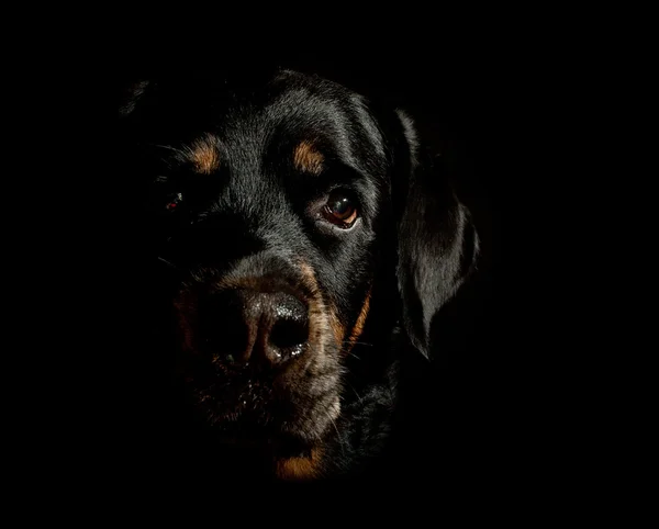 Schwarzer Hund auf schwarzem Hintergrund. — Stockfoto