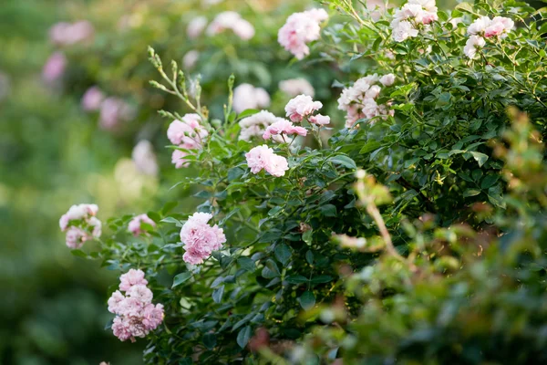 自然の背景に美しいバラの花 — ストック写真