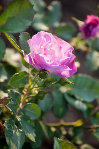 自然の背景に美しいバラの花 — ストック写真