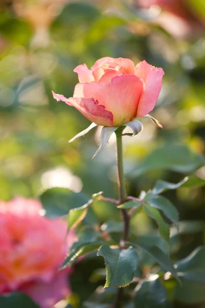 Piękne róże na naturalne tło — Zdjęcie stockowe