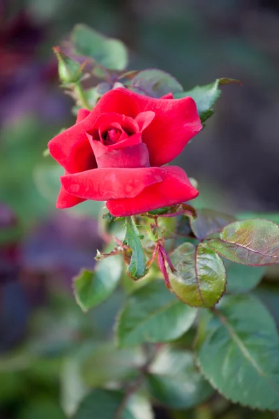 Rosas bonitas em fundo natural — Fotografia de Stock