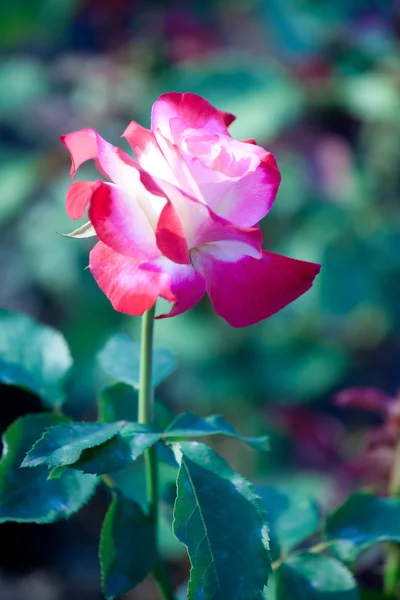 自然の背景に美しいバラの花 — ストック写真