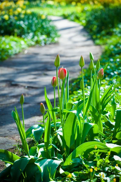 Island of red tulips at the track in a garden — Stock Photo, Image