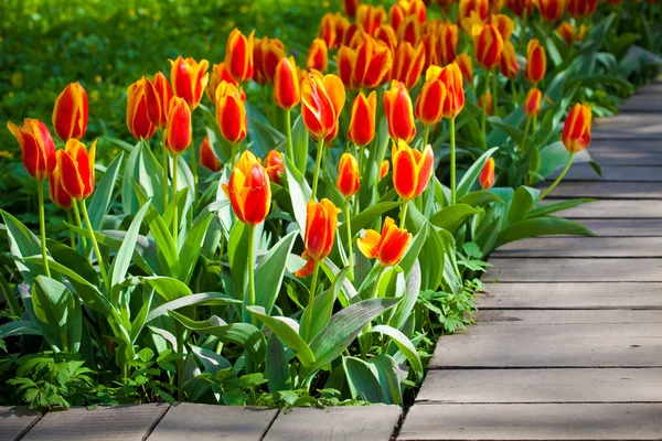 Island of red tulips at the track in a garden — Stock Photo, Image