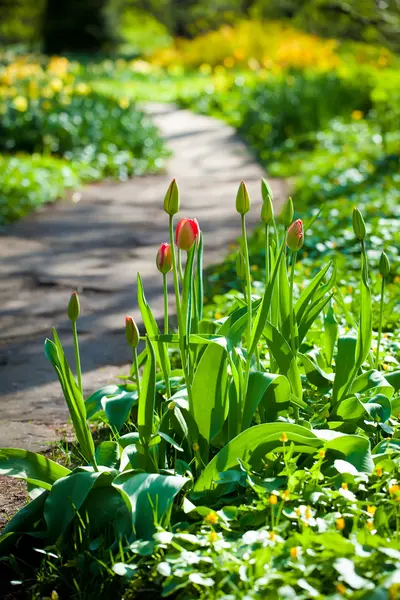 Island of red tulips at the track in a garden — Stock Photo, Image