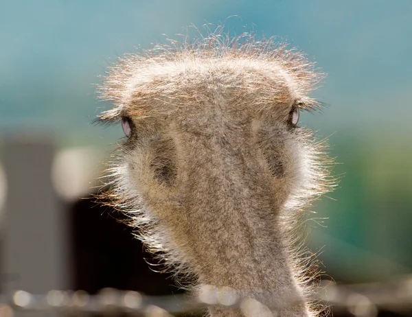 Curious ostrich portrait — Stock Photo, Image