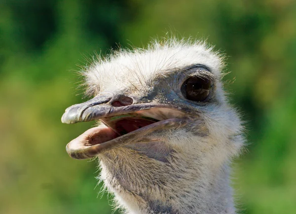 Curious ostrich portrait — Stock Photo, Image