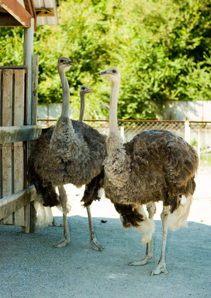 Three adult ostriches on a tourist ostrich's farm — Stock Photo, Image