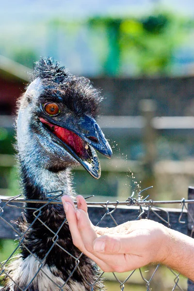 The tourist feeds ostriches on a farm — Stock Photo, Image