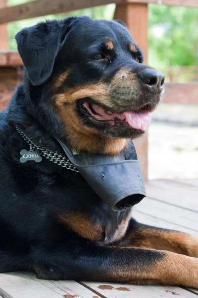 Retrato de Rottweiler en verano sobre fondo verde —  Fotos de Stock