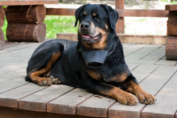 Rottweiler porträtt i sommar på grön bakgrund — Stockfoto